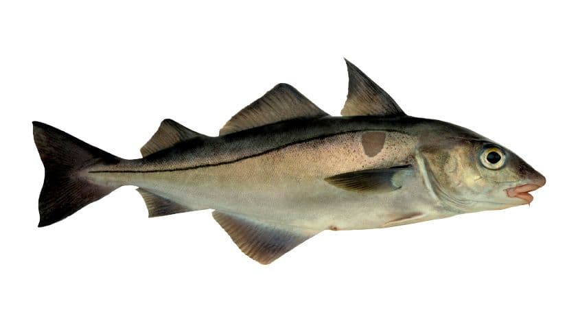 Haddock